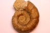 Lytoceras fimbriatum - Carixien - Pulnoy - FRANCE