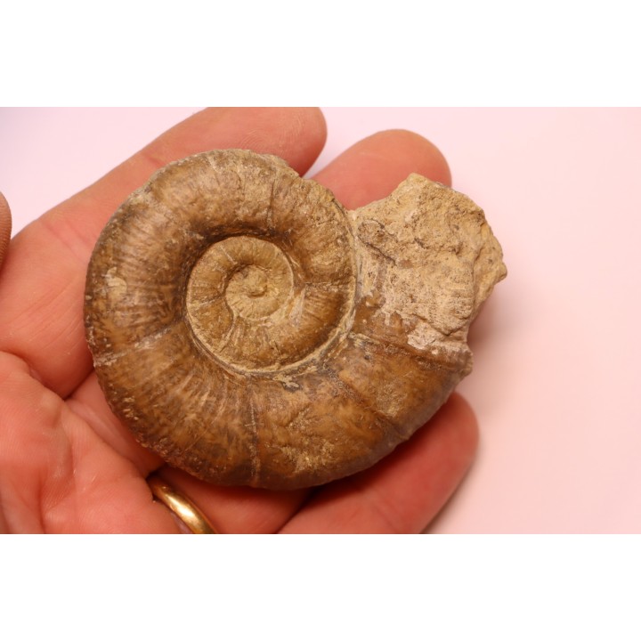 Lytoceras fimbriatum - Carixien - Pulnoy - FRANCE