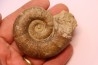 Lytoceras fimbriatum - Carixien - Pulnoy - FRANCE