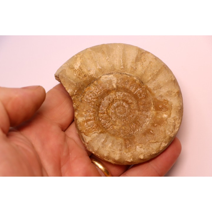 Acanthopleuroceras maugenesti - pliensbachien - Fresney-le-Puceux (14) FRANCE