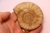Acanthopleuroceras maugenesti - pliensbachien - Fresney-le-Puceux (14) FRANCE