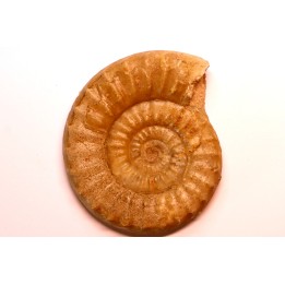 Acanthopleuroceras maugenesti - pliensbachien - Fresney-le-Puceux (14) FRANCE