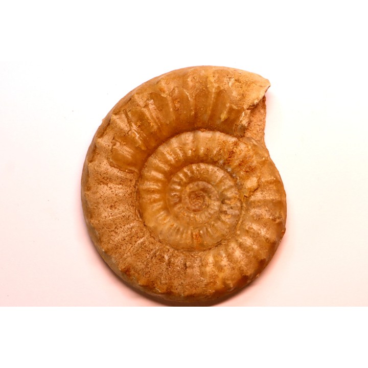 Acanthopleuroceras maugenesti - pliensbachien - Fresney-le-Puceux (14) FRANCE