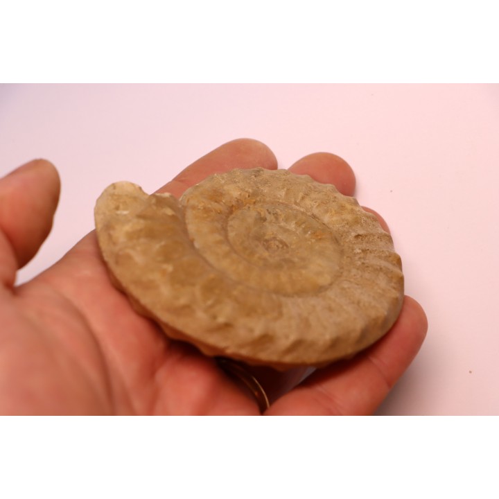 Acanthopleuroceras maugenesti - pliensbachien - Fresney-le-Puceux (14) FRANCE