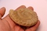Acanthopleuroceras maugenesti - pliensbachien - Fresney-le-Puceux (14) FRANCE