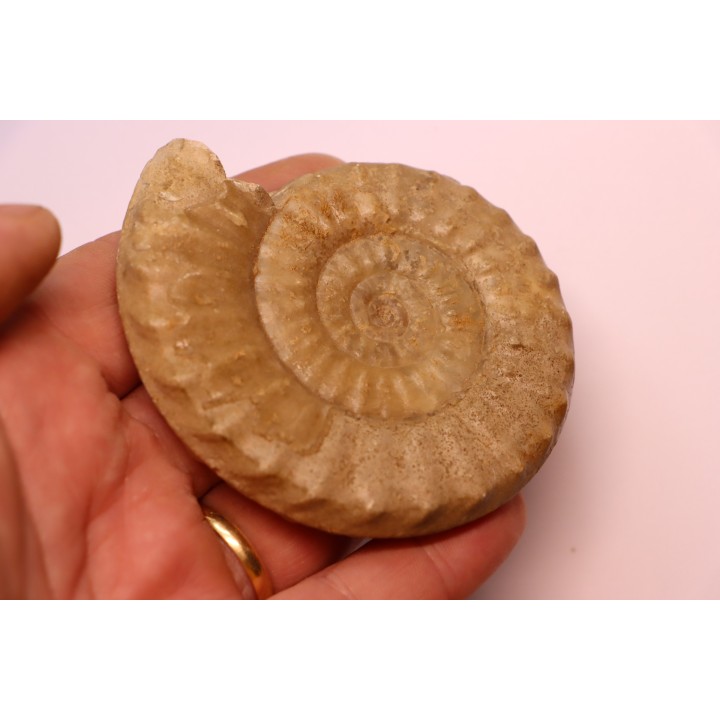 Acanthopleuroceras maugenesti - pliensbachien - Fresney-le-Puceux (14) FRANCE