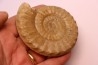 Acanthopleuroceras maugenesti - pliensbachien - Fresney-le-Puceux (14) FRANCE