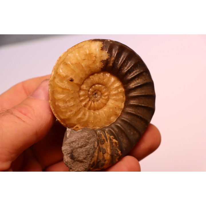 Asteroceras obtusum - Sinemurien supérieur - Dorset, UK