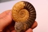 Asteroceras obtusum - Sinemurien supérieur - Dorset, UK