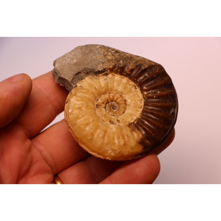 Asteroceras obtusum - UPPER Sinemurian - Dorset, UK