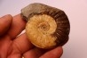 Asteroceras obtusum - UPPER Sinemurian - Dorset, UK