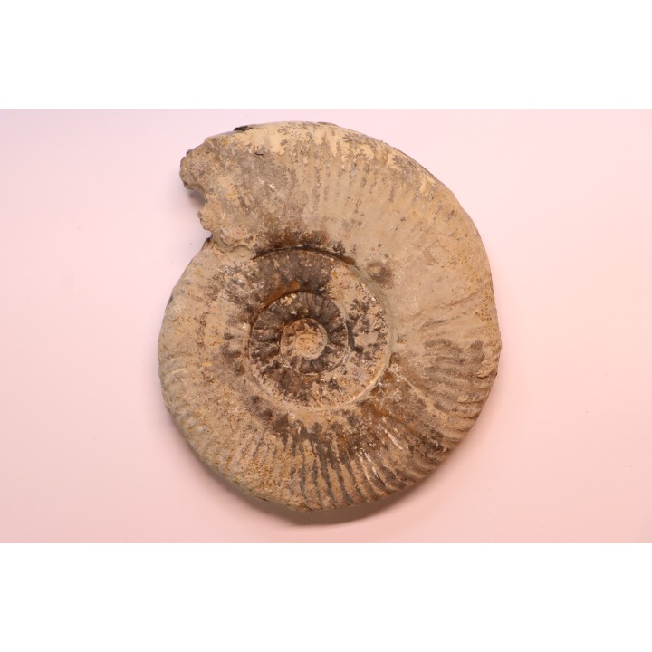 Hammatoceras Speciosum - Toarcien - Roanne - FRANCE