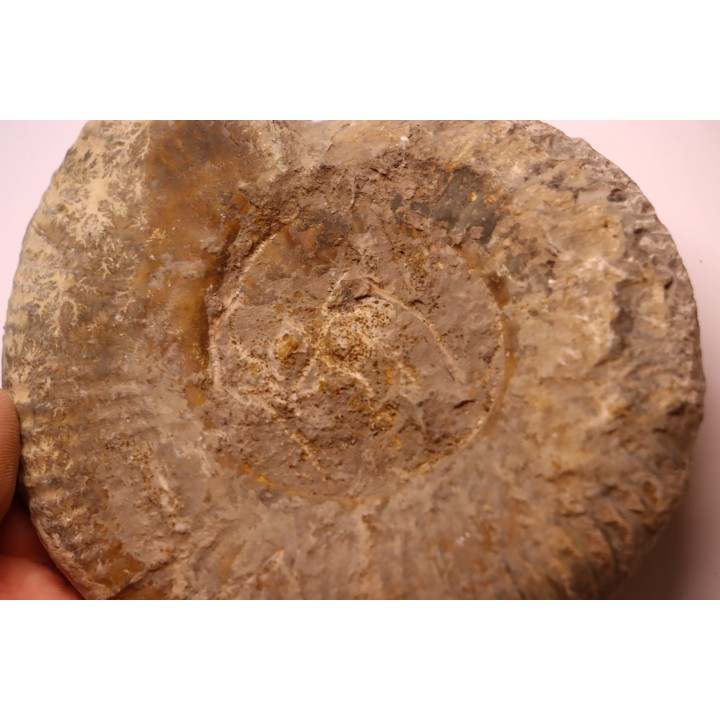 Hammatoceras Speciosum - Toarcien - Roanne - FRANCE