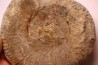 Hammatoceras Speciosum - Toarcien - Roanne - FRANCE