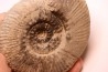 Hammatoceras Speciosum - Toarcien - Roanne - FRANCE