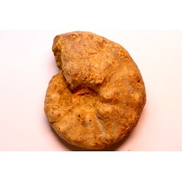 Buchiceras bilobatum - Coniacian - Peru