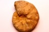 Buchiceras bilobatum - Coniacien - Perou