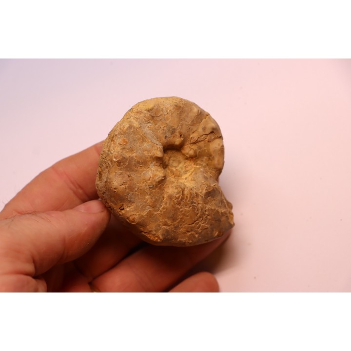 Buchiceras bilobatum - Coniacian - Peru