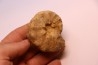 Buchiceras bilobatum - Coniacien - Perou