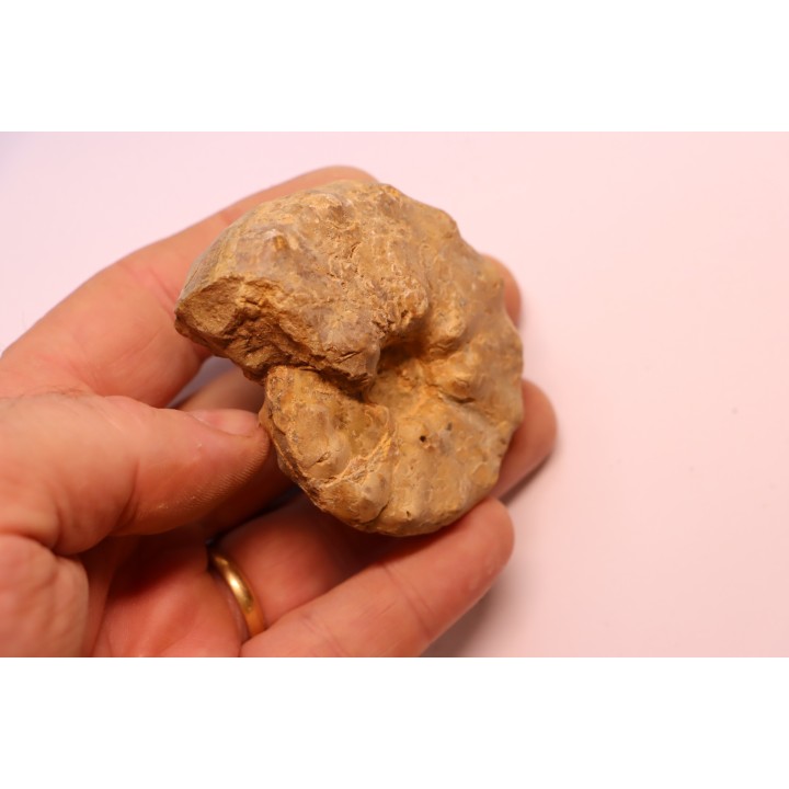 Buchiceras bilobatum - Coniacian - Peru