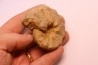 Buchiceras bilobatum - Coniacien - Perou