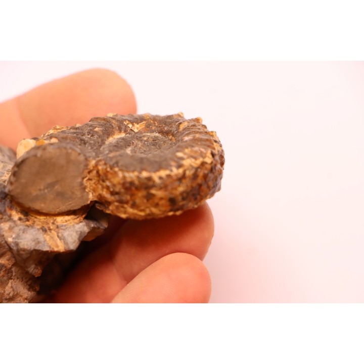 Prionocyclus hyatti  Lower cretaceous  Carlisle Formation  Osborn County, Kansas - USA