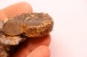 Prionocyclus hyatti Lower cretaceous Carlisle Formation Osborn County, Kansas - USA