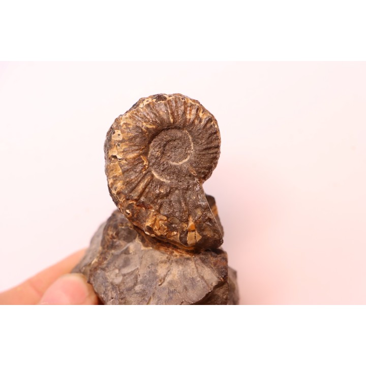 Prionocyclus hyatti  Lower cretaceous  Carlisle Formation  Osborn County, Kansas - USA