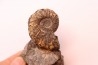 Prionocyclus hyatti Lower cretaceous Carlisle Formation Osborn County, Kansas - USA