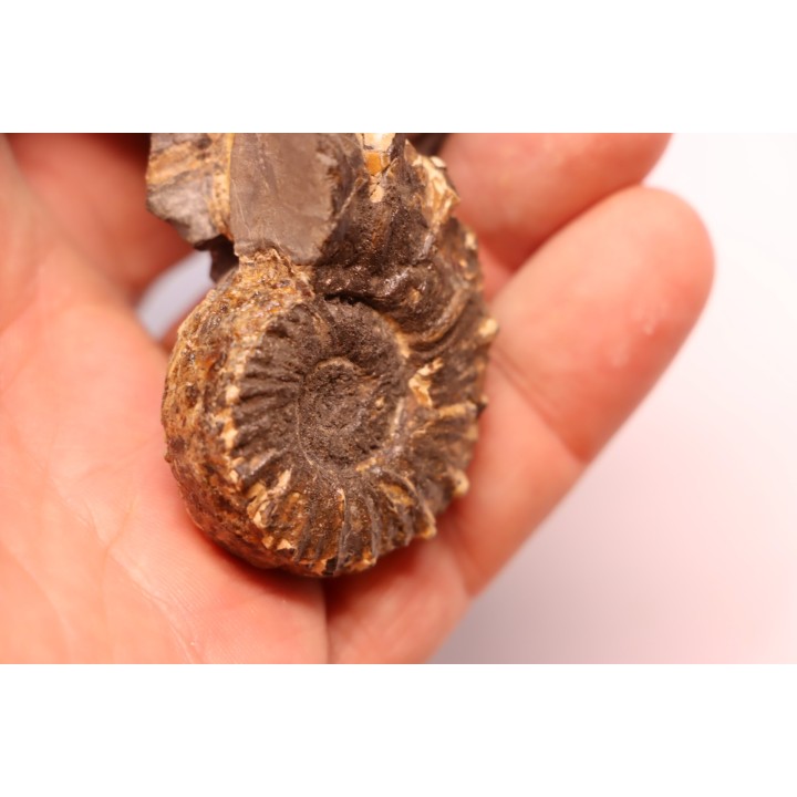 Prionocyclus hyatti  Lower cretaceous  Carlisle Formation  Osborn County, Kansas - USA