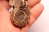 Prionocyclus hyatti Lower cretaceous Carlisle Formation Osborn County, Kansas - USA