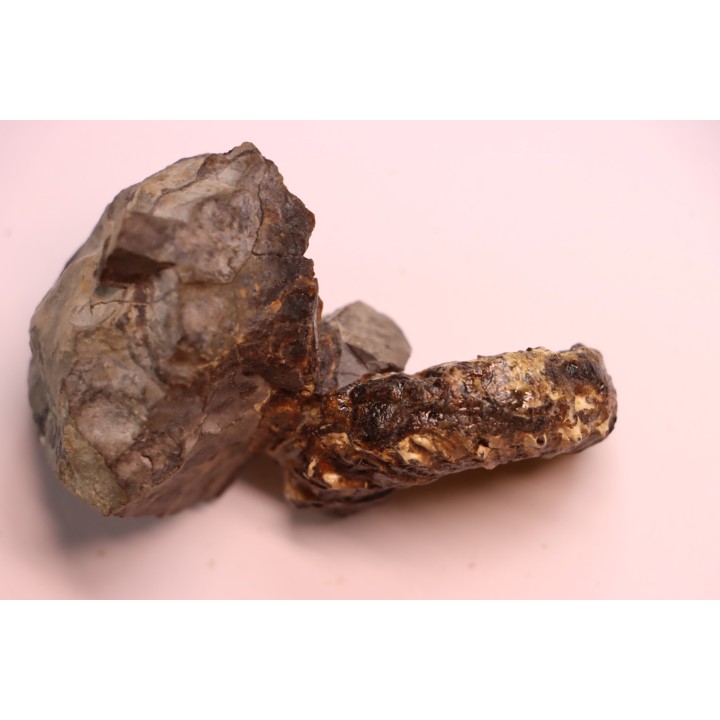 Prionocyclus hyatti  Lower cretaceous  Carlisle Formation  Osborn County, Kansas - USA