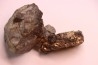 Prionocyclus hyatti Lower cretaceous Carlisle Formation Osborn County, Kansas - USA