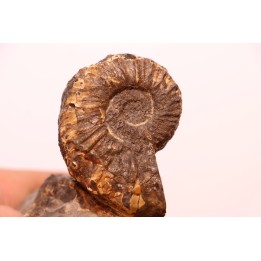 Prionocyclus hyatti  Lower cretaceous  Carlisle Formation  Osborn County, Kansas - USA