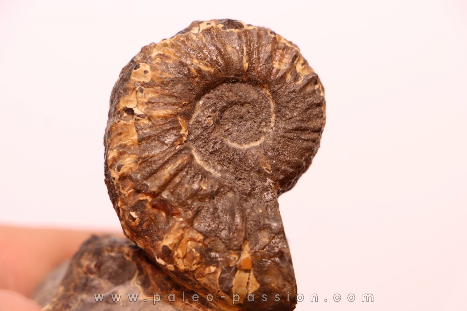 Prionocyclus hyatti Lower cretaceous Carlisle Formation Osborn County, Kansas - USA
