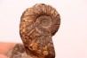 Prionocyclus hyatti Lower cretaceous Carlisle Formation Osborn County, Kansas - USA