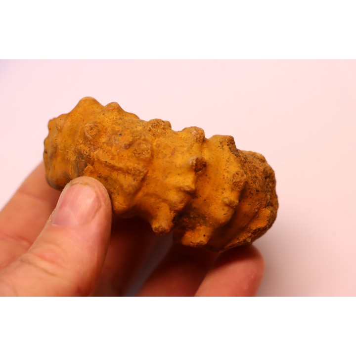 Kamerunoceras Isovokyense - Turonien inf. - Betioky, MADAGASCAR