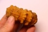 Kamerunoceras Isovokyense - low. Turonian - MADAGASCAR