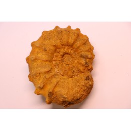Kamerunoceras Isovokyense - low. Turonian - MADAGASCAR