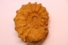 Kamerunoceras Isovokyense - low. Turonian - MADAGASCAR