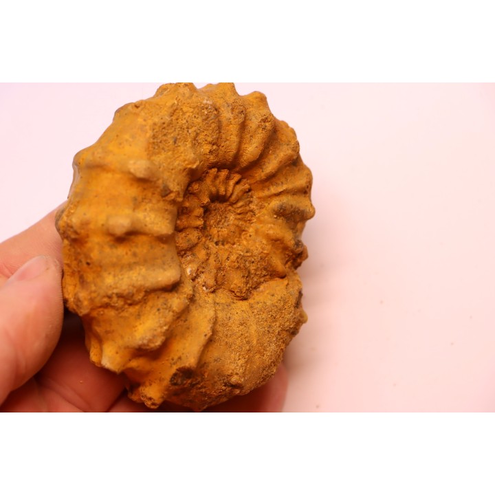 Kamerunoceras Isovokyense - low. Turonian - MADAGASCAR