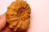 Kamerunoceras Isovokyense - low. Turonian - MADAGASCAR