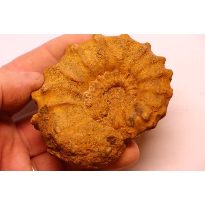 Kamerunoceras Isovokyense - low. Turonian - MADAGASCAR
