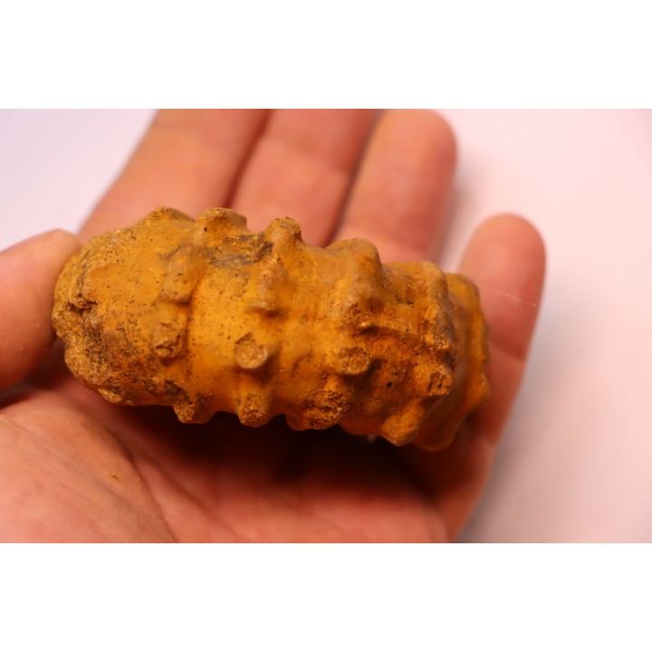 Kamerunoceras Isovokyense - Turonien inf. - Betioky, MADAGASCAR