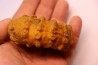 Kamerunoceras Isovokyense - low. Turonian - MADAGASCAR