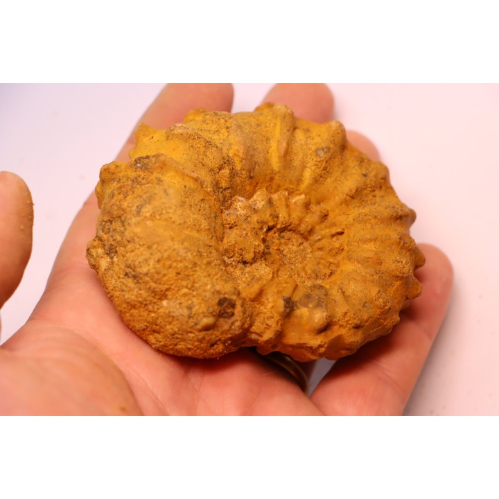 Kamerunoceras Isovokyense - Turonien inf. - Betioky, MADAGASCAR