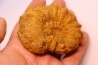 Kamerunoceras Isovokyense - Turonien inf. - Betioky, MADAGASCAR