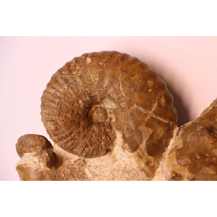 plate with  Stoliczkaia dispar  belemnite  scaphite  oursin  Upper Albian    Penzesgyor, HUNGARY