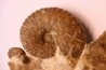belle association avec Stoliczkaia dispar belemnite scaphite oursin Albien supérieur Penzesgyor, Hongrie