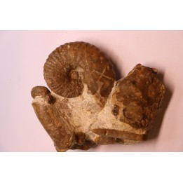 belle association avec  Stoliczkaia dispar  belemnite  scaphite  oursin  Albien supérieur  Penzesgyor, Hongrie